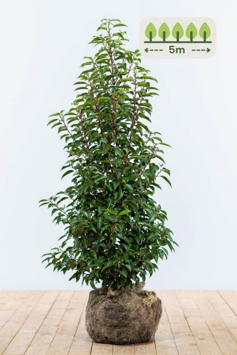 Portugese laurier 100-125 cm voor 5 meter - 13st. Prunus lusitanica 'Angustifolia'