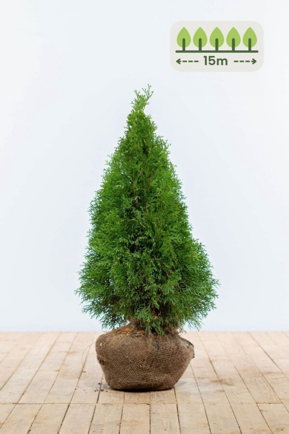 Thuja 'Smaragd' 60-80 cm voor 15 meter - 45st. Thuja occidentalis 'Smaragd'