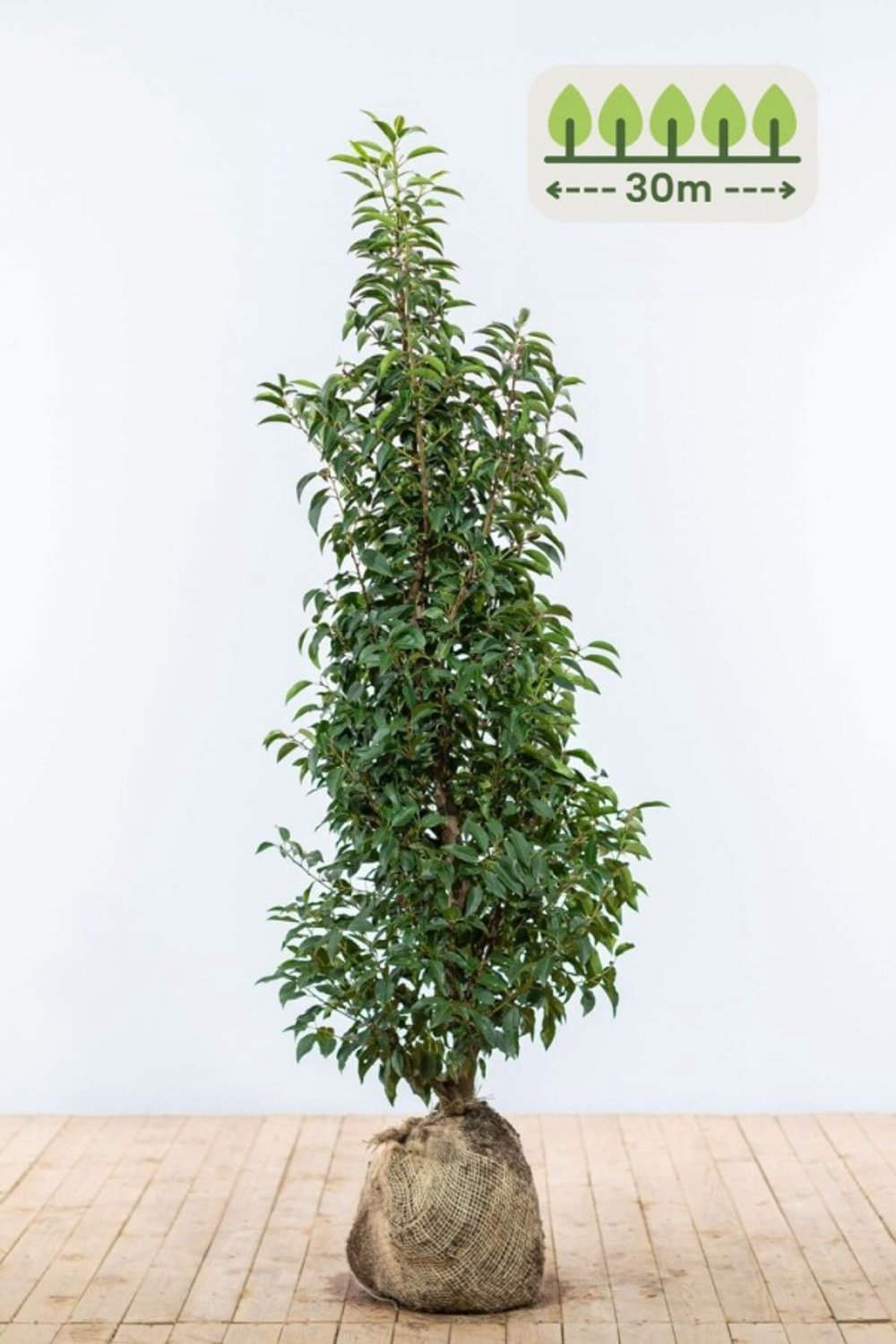Portugese laurier 125-150 cm voor 30 meter - 75st. Prunus lusitanica 'Angustifolia'