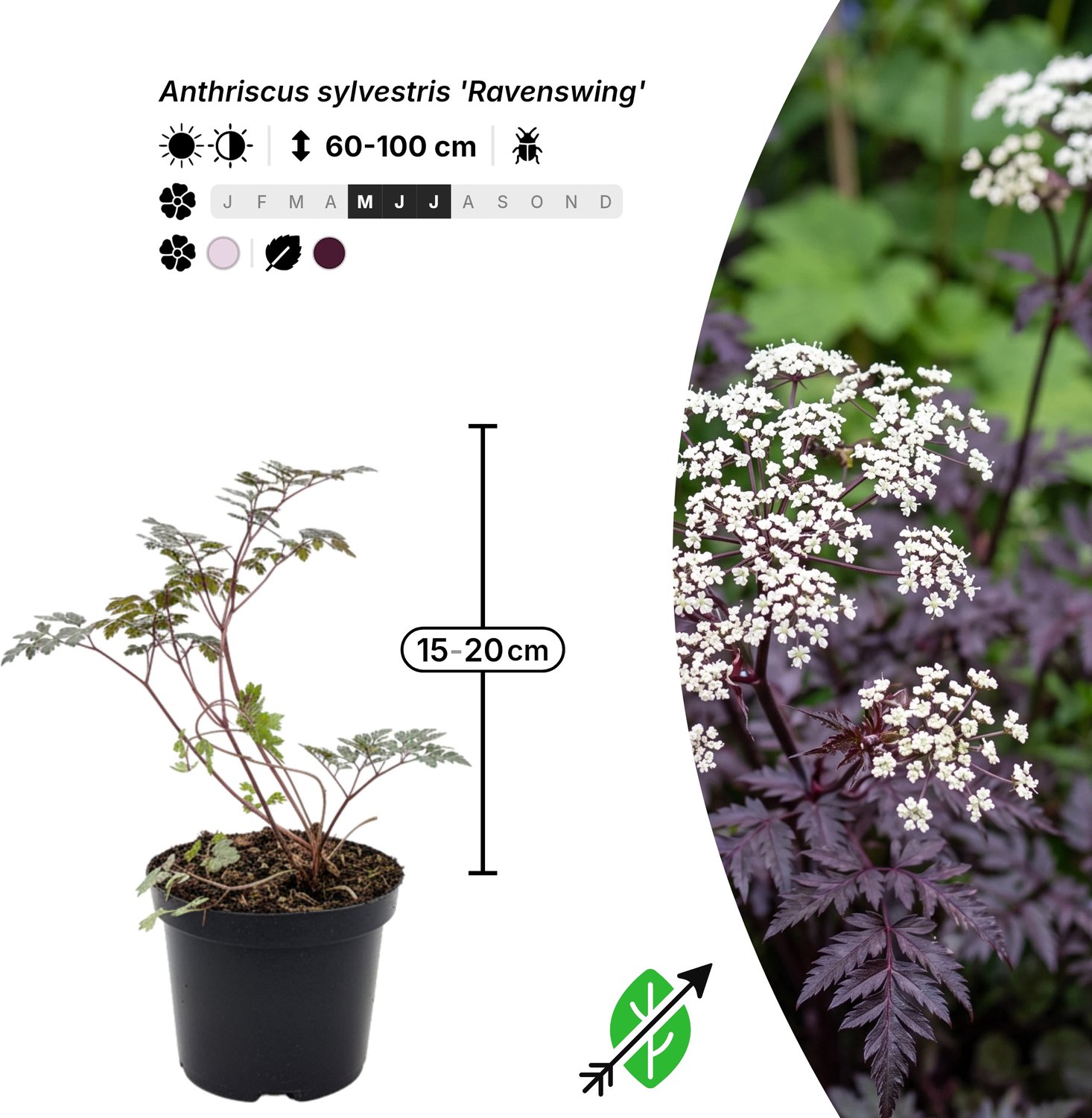 Singleplants - 18x Anthriscus sylvestris 'Ravenswing' - Pot C1.5 - winterhard tot -25°C