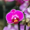 Detailopname van een levendige paarse Phalaenopsis-orchidee met witte randen en een geel-paars hart.