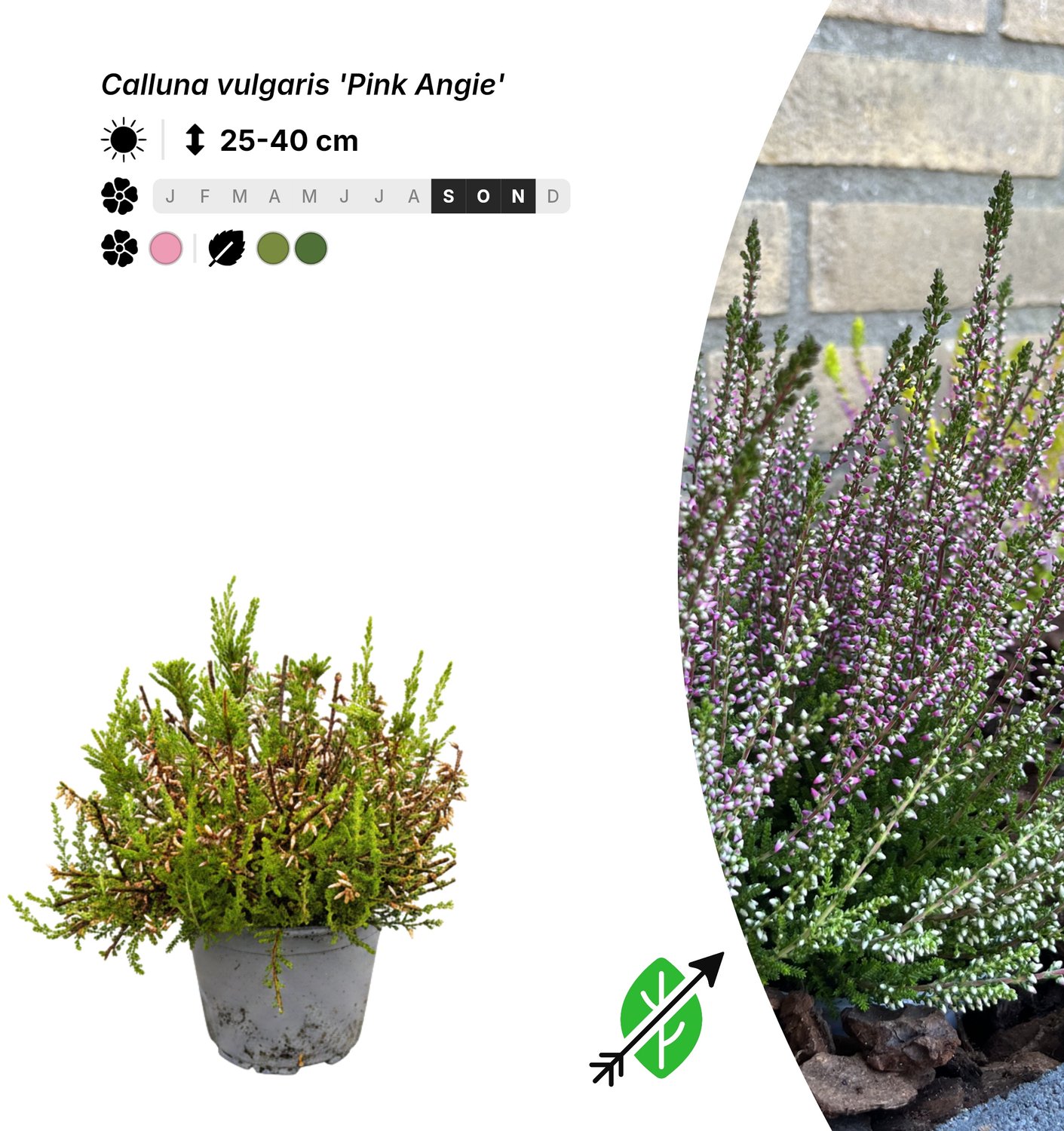 Singleplants - 6x Calluna vulgaris 'Pink Angie' - Pot P10,5 - bodembedekker - in bloeiperiode
