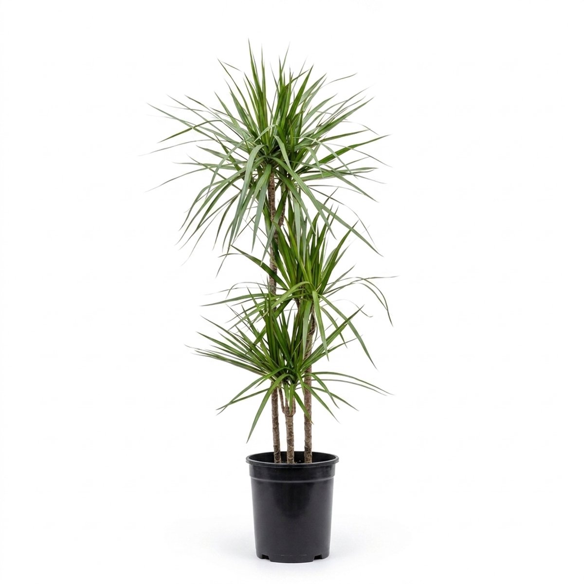 Bloomique - Dracaena Marginata - Drakenbloedboom - Kamerplanten - Gemakkelijk te verzorgen - 120-140 cm hoog - Pot 24 cm