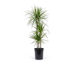 Bloomique - Dracaena Marginata - Drakenbloedboom - Kamerplanten - Gemakkelijk te verzorgen - 120-140 cm hoog - Pot 24 cm