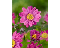3x Anemoon 'Pamina pink' - BULBi® Bloembollen met bloeigarantie
