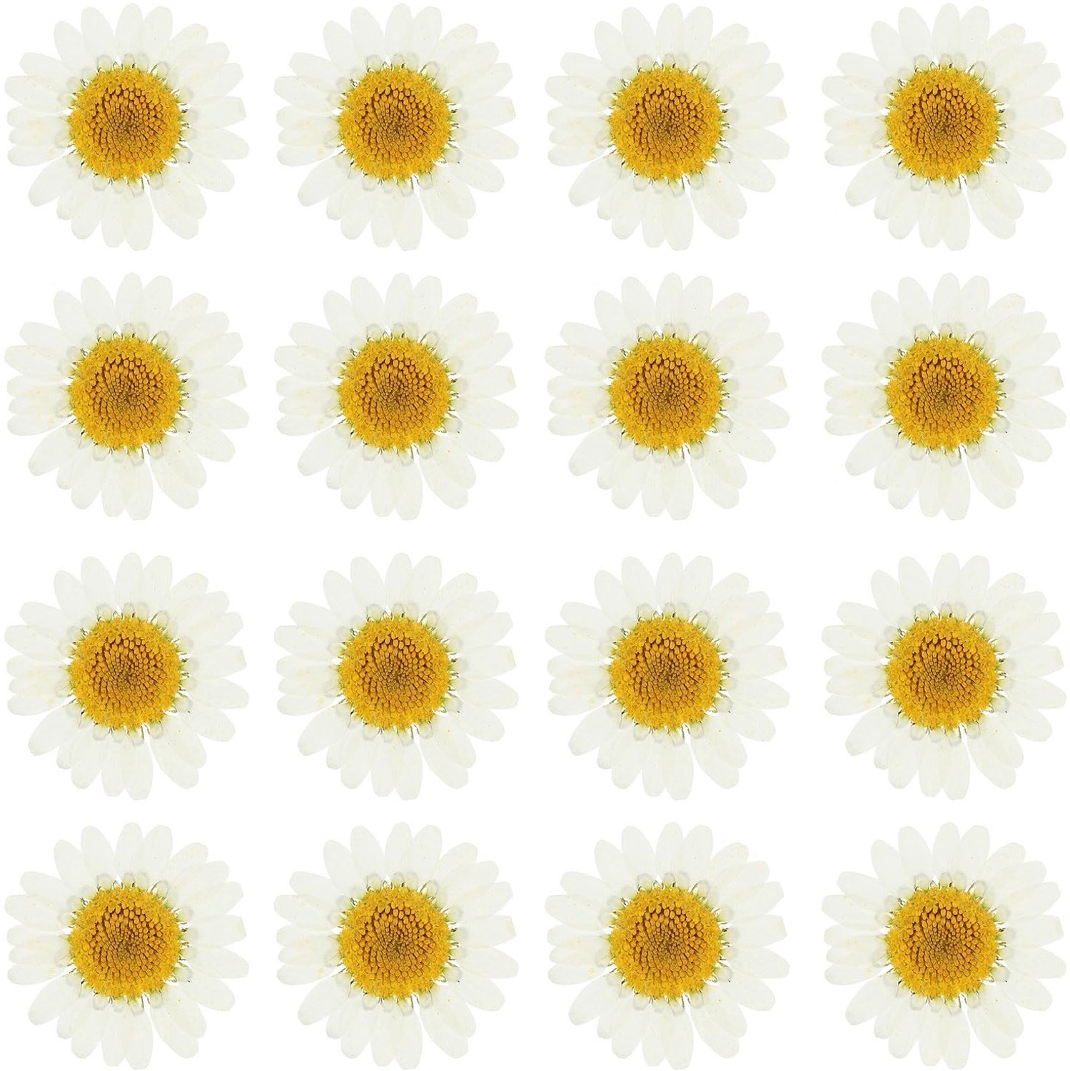 Famanu Gedroogde geperste bloemen set van 48 madeliefjes, voor DIY projecten en decoratie