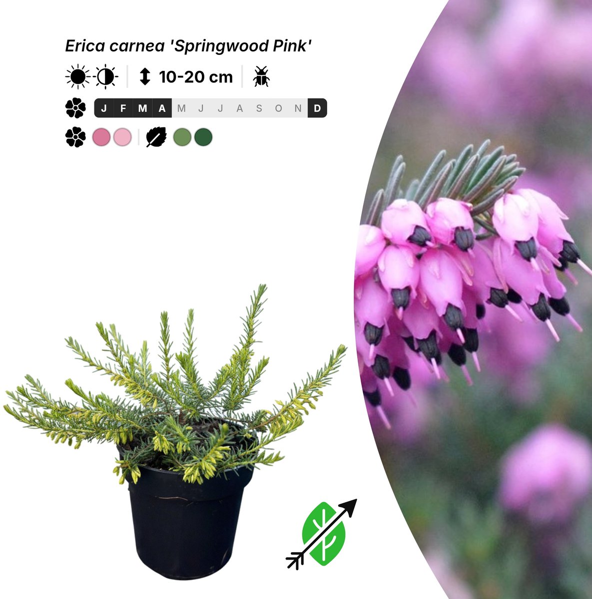Singleplants - 6x Erica carnea 'Springwood Pink' - Pot P9,5 - bodembedekker - winterhard tot -25°C