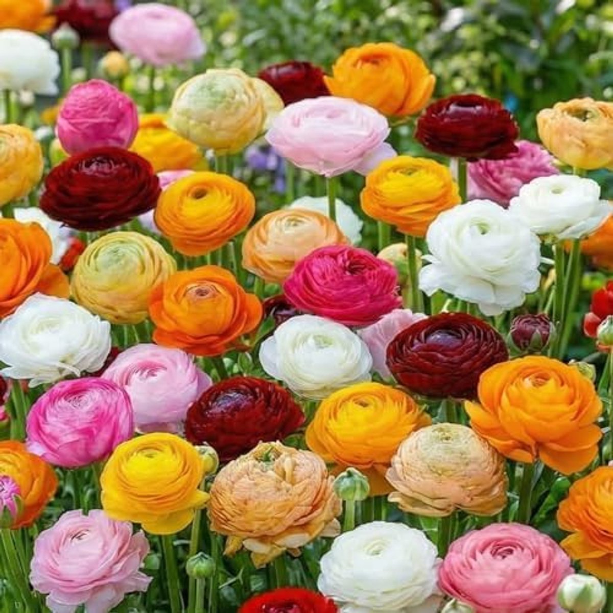 Veelkleurige collectie (50 bollen), boterbloemen | mix in 5 kleuren, winterharde bloembollen uit Nederland, echte knollen/planten (geen zaden en niet kunstmatig)