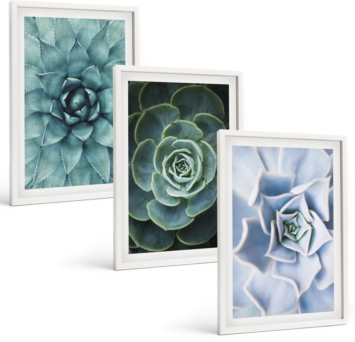 Coloray 3-Delige Schilderij Set - Vetplanten In Groene En Turquoise Tinten. - 40 x 60 - Muurdecoratie - Decoratieve Schilderijen - Wohnzimmer - Woonkamer Decoratie