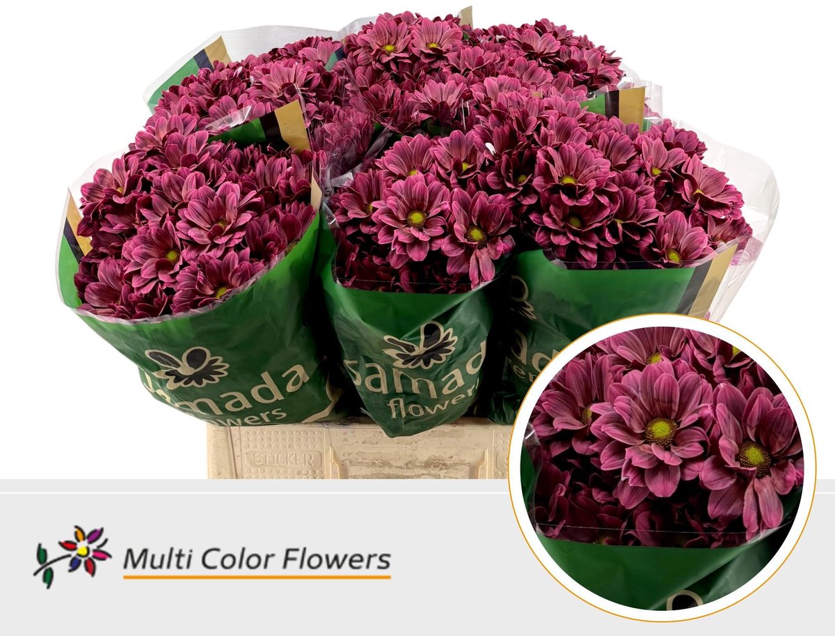 10x Chrysant overig 60cm