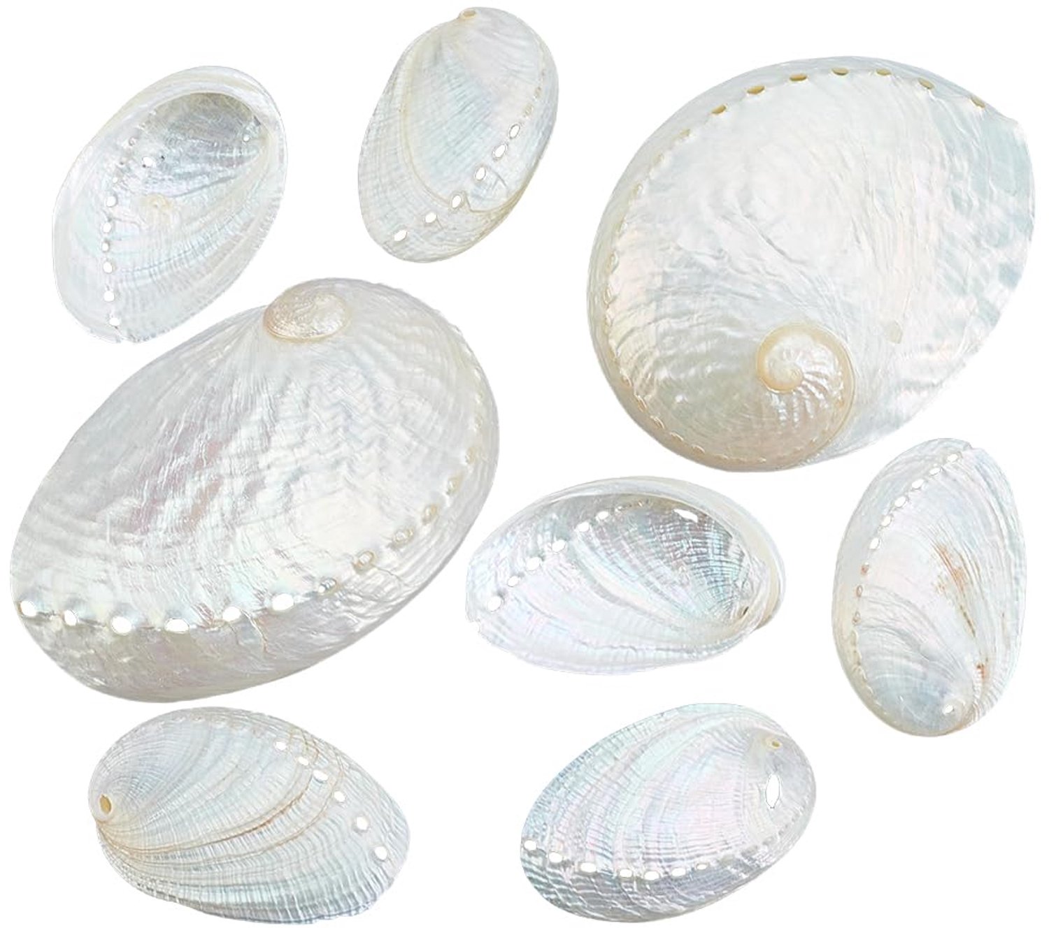 10 Stuks Natuurlijke Abalone Schelpen voor DIY Projecten - Vaas Vuller en Decoratie