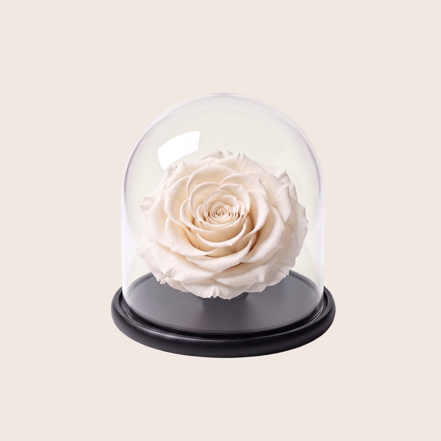 Charle Roses Dome Bonita - Echte houdbare rozenkop onder glazen stolp - 13,5 cm - Ivory White ivoorwit - in cadeauverpakking