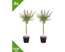 GARDENZO - Salix integra 'Flamingo' (Japanse bontwilg) op stam x 2, P17, 70-90 cm - 70-90cm cm - Winterhard