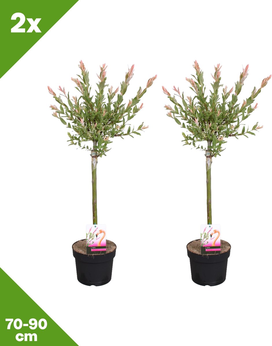GARDENZO - Salix integra 'Flamingo' (Japanse bontwilg) op stam x 2, P17, 70-90 cm - 70-90cm cm - Winterhard