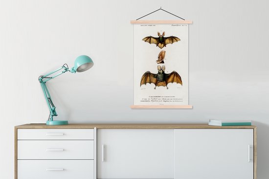 Porte-affiche avec affiche - Affiche scolaire - Chauve-souris - Vintage - Animal - 60x90 cm - Lattes vierges