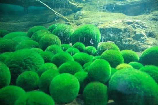Marimo Mosballen - 10 Pièces de 2,5 cm pour Aquariums