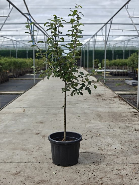 Jonagold appelboom in pot, met groene bladeren en een kale stam.