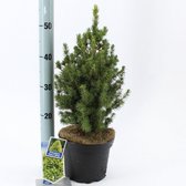 Picea glauca 'J.W. Daisy's White' - Witte spar | 30-40 cm pot