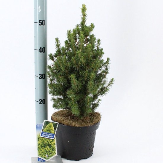 Picea glauca 'J.W. Daisy's White' - Witte spar | 30-40 cm pot