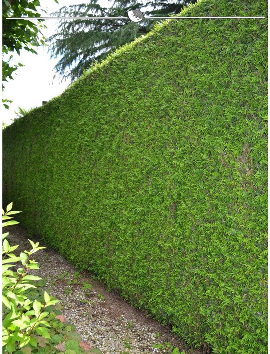 Levensboom Thuja plicata Martin 160-180 cm, 15x Haagplant