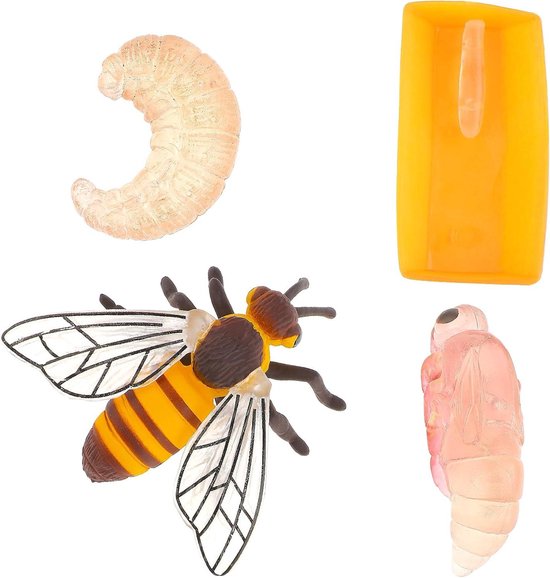 Levenscyclus van een lieveheersbeestje - 4-delig
