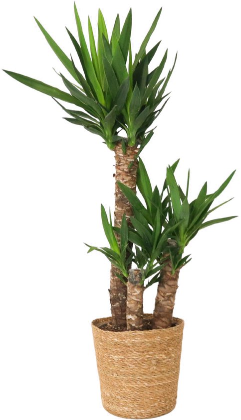 Plant in a Box - Yucca Elephantipes - In decoratieve mand - Stevige kamerpalm - Gemakkelijke kamerplant - Pot 21cm - Hoogte 70-80cm