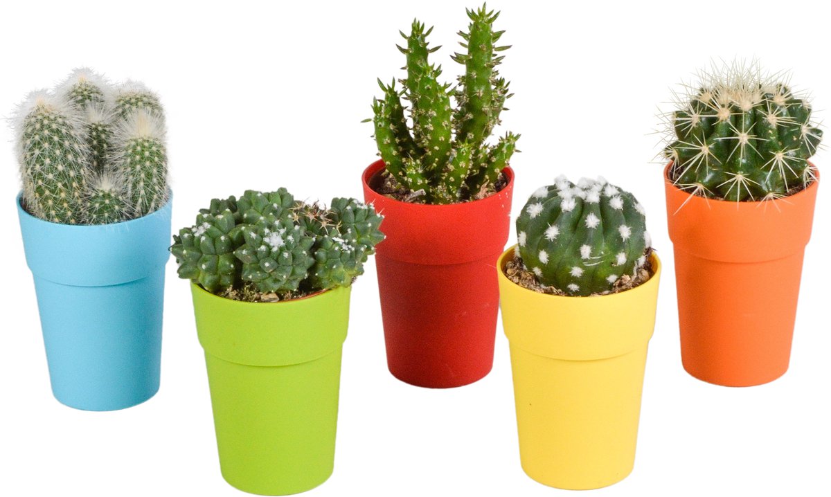 Cactus mix 5.5 cm in gekleurde plasticpot | 5 stuks