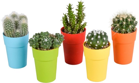 Vijf kleine cactussen in felgekleurde potten: lichtblauw, limegroen, rood, geel en oranje.
