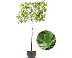 Leiplataan | Platanus hispanica | leiboom | Stamomtrek: 8-10 cm | Stamhoogte: 190 cm | Rek: 120 cm
