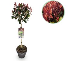 Plantenboetiek.nl | Photinia fraseri Little Red Robin - Terras Plant - Bladhoudend - Winterhard - Groen-Rood Blad - Ø19cm - 80-90cm hoog - Tuinplant