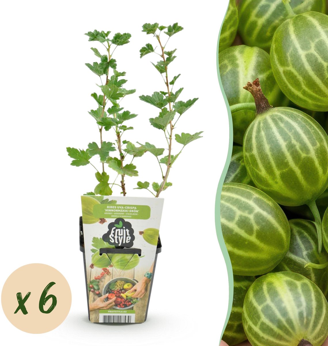Plantenboetiek.nl | Kruisbes - Ribes uva-crispa Hinnonmaki Grun - Winterhard - 6 Planten - Ø9cm - 15-25cm hoog - Tuinplant