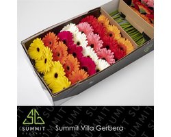 50x Gerbera mix var.op rij met rood en wit 40cm