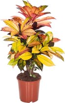Codiaeum Variegatum - Croton Mrs. Iceton - ↑ 60-70cm - Ø 17cm