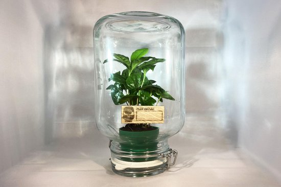 KoffiePlot Groen | Mini-ecosysteem | duurzaam | Plant in pot | Koffieplant  | Geen... | bol.com
