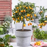 Citrus Japonica Kumquat - Kumquatboom - ↑ 80-85cm - Ø 22cm