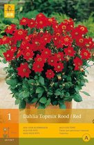 2 stuks 1 Dahlia Topmirood