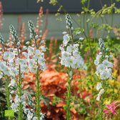 Veronica Gentianoides 'Tissington White' - Ereprijs biologisch - Wit - ↑ 25-35cm - Ø 12,5cm