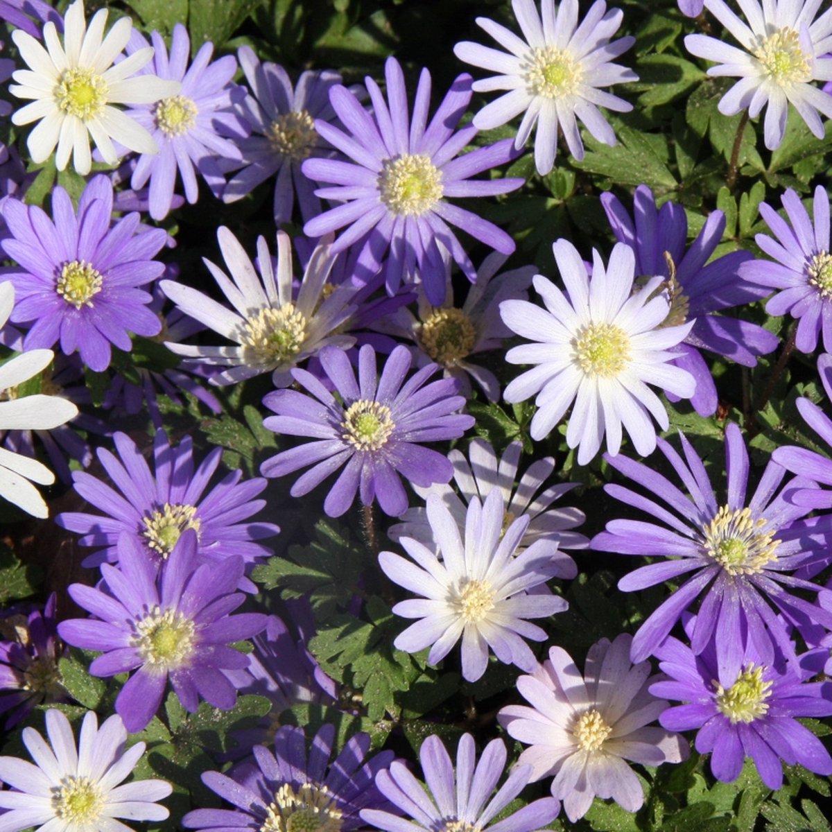 Anemone blanda gemengd | 25 stuks | Meerkleurig | verwilderend