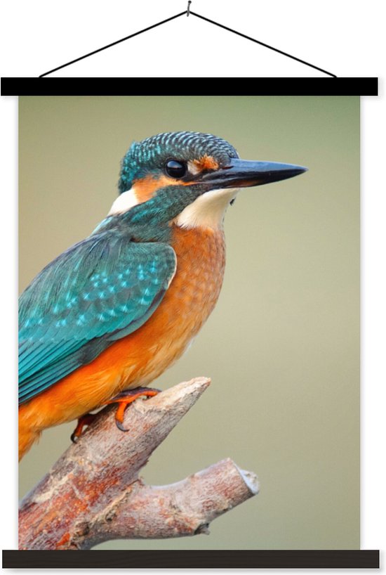 Porte-affiche avec affiche - Affiche scolaire - Vogel - Martin-pêcheur - Branche - 90x120 cm - Lattes noires