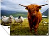 Schotse hooglander-tuinposter los doek - 4:3 - 18-2