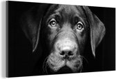 Wanddecoratie Metaal - Aluminium Schilderij Industrieel - Hond - Licht - Zwart - 40x20 cm - Dibond - Foto op aluminium - Industriële muurdecoratie - Voor de woonkamer/slaapkamer