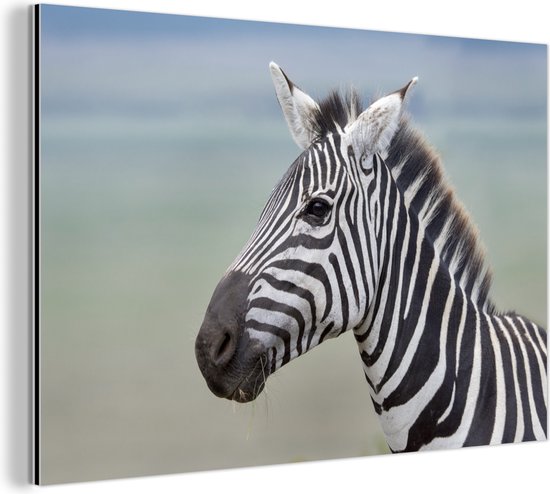 Wanddecoratie Metaal - Aluminium Schilderij - Zebra close-up