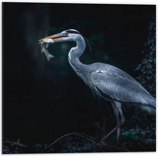 WallClassics - Dibond - Blauwe Reiger heeft een Vis Gevangen - 50x50 cm Foto op Aluminium (Wanddecoratie van metaal)