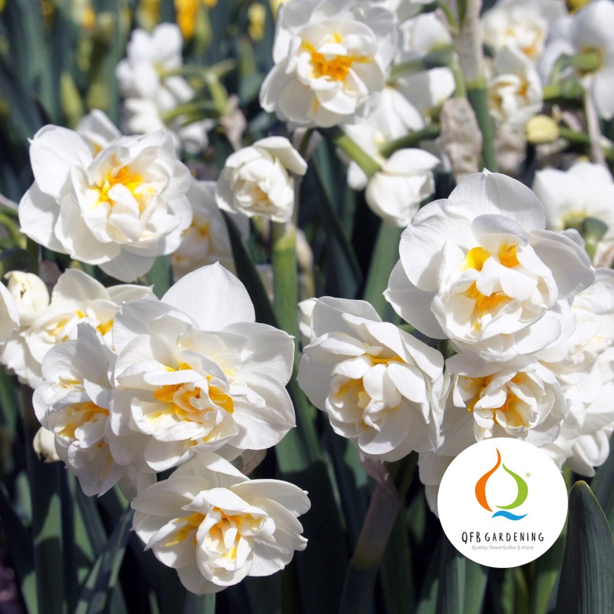 Narcis Bridal Crown | Dubbel | Wit | Narcissenbollen