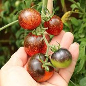 Tomaten zaden - Cherrytomaat Dark Galaxy