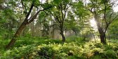 Fotobehang Eikenbos met varens 250 x 260 cm