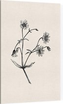 Grote Muur zwart-wit (Greater Stitchwort) - Foto op Canvas - 30 x 45 cm