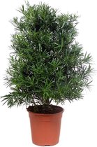 Podocarpus Macrophylla 110 cm