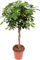 Vingersboom - Schefflera Gold Capella hoogte 120cm potmaat 27cm