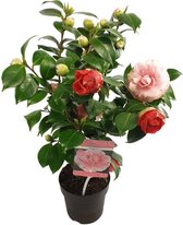 Camellia ‘Bonomiana’